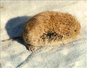 Short-tailed Vole