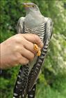 Cuckoo (male)