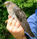 Cuckoo (female)