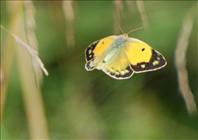Clouded Yellow_2