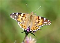Painted Lady_2